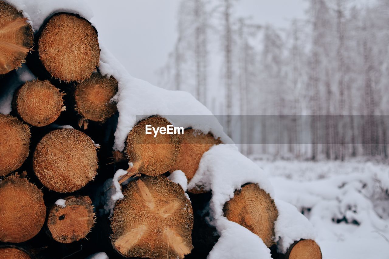 winter, tree, snow, cold temperature, forest, nature, wood, no people, plant, timber, log, land, food, large group of objects, coniferous tree, autumn, close-up, brown, food and drink, pinaceae, woodland, environment, outdoors, branch, day