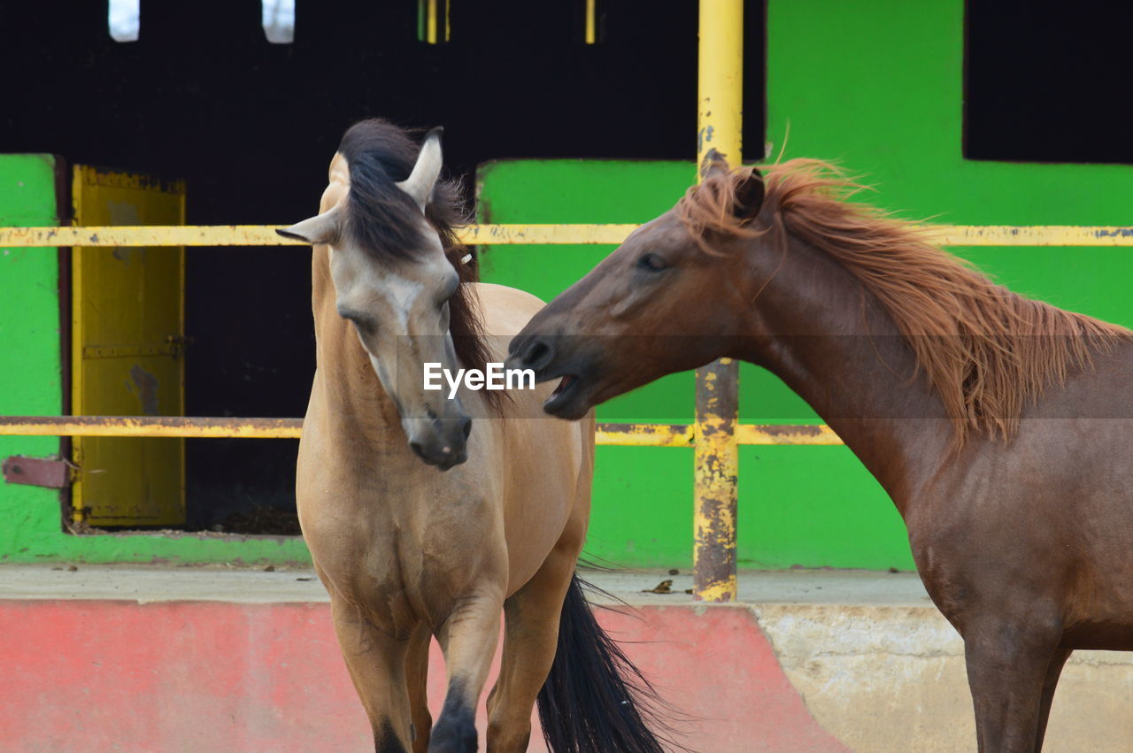 Horse standing in ranch