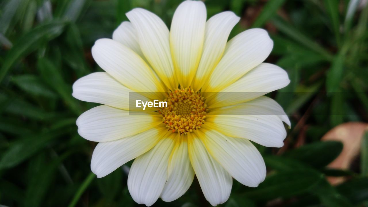 CLOSE-UP OF YELLOW FLOWERS BLOOMING OUTDOORS