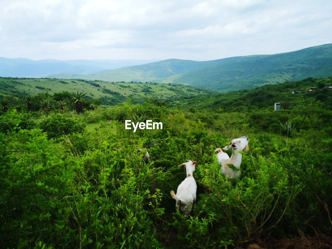 View of sheep on landscape