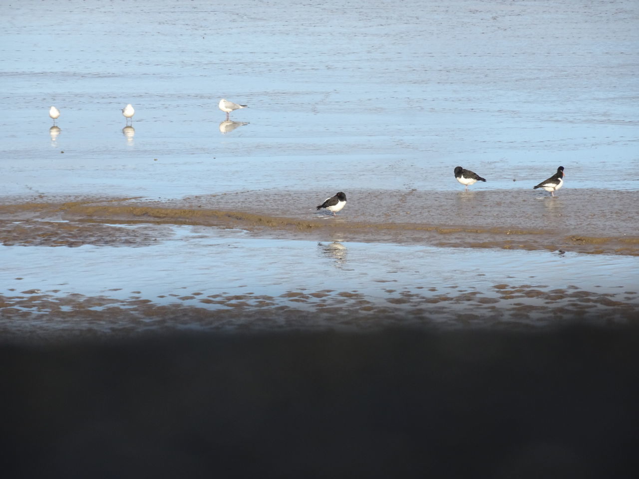 DUCKS SWIMMING IN LAKE