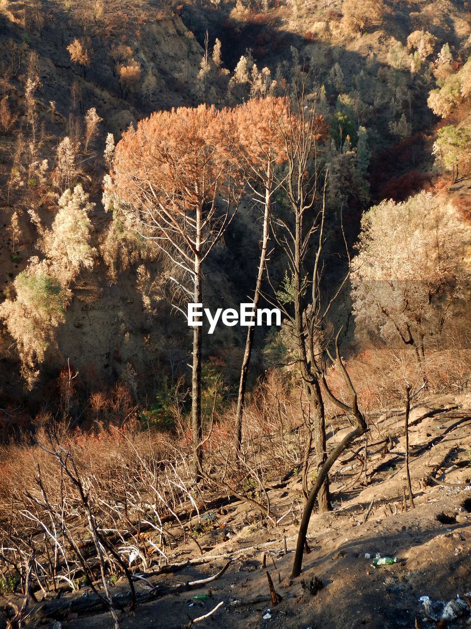 VIEW OF TREES IN FIELD