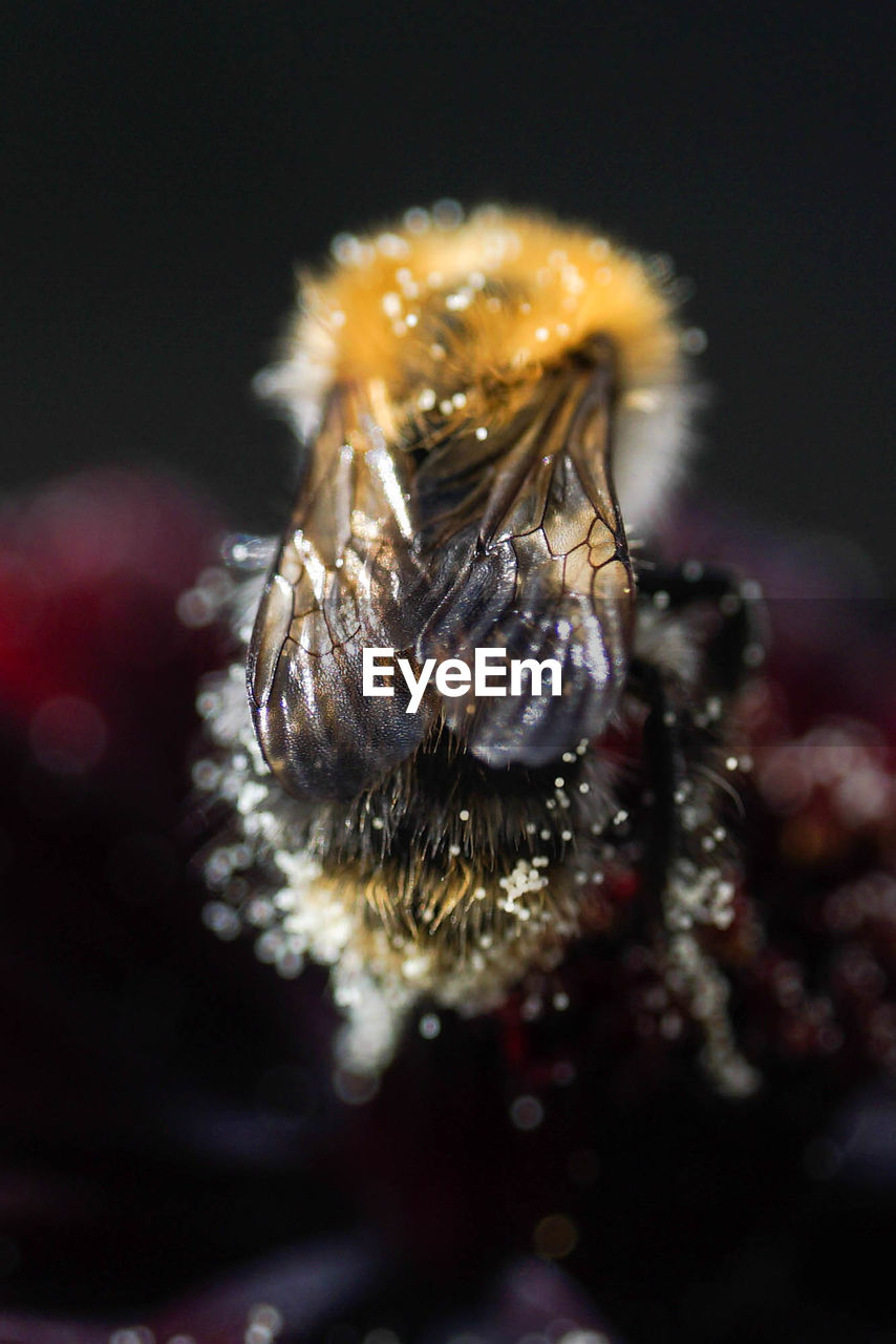 CLOSE-UP OF HONEY BEE