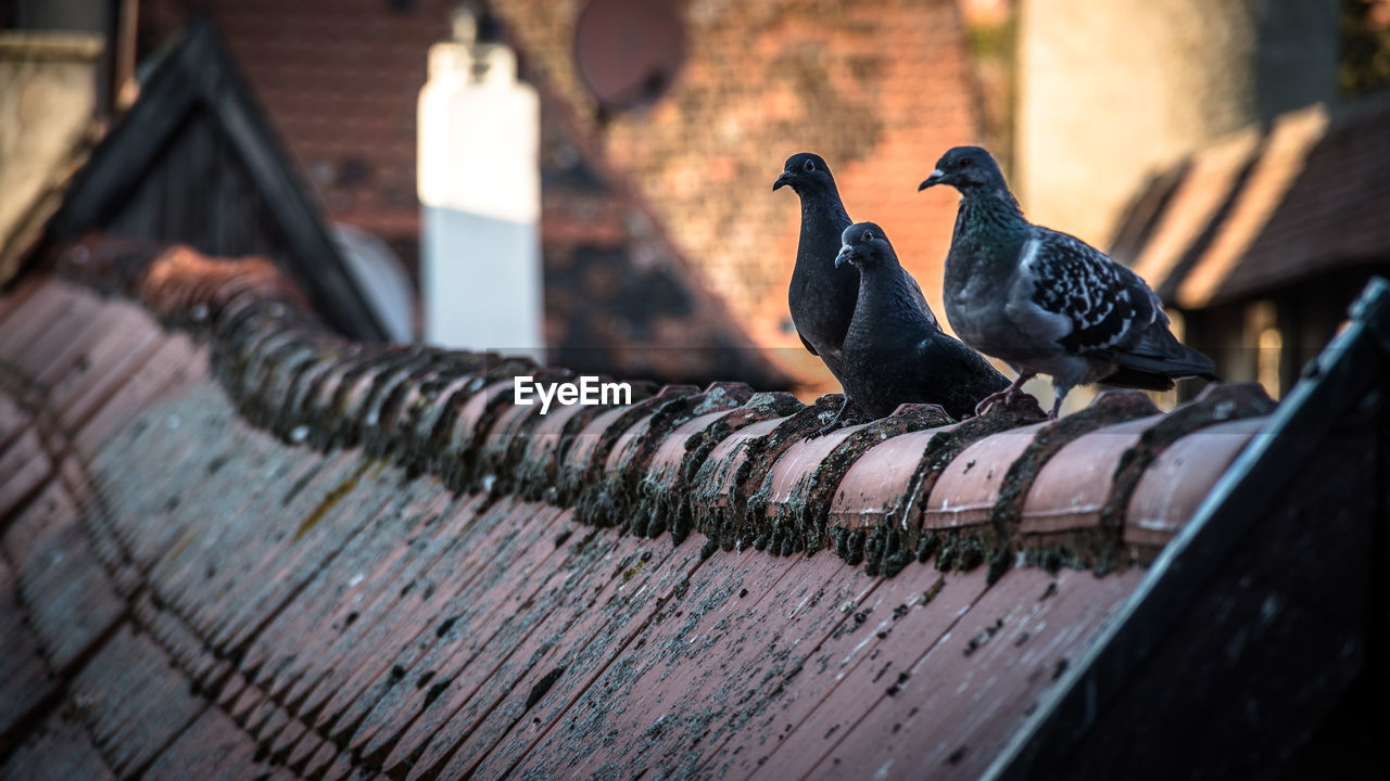 PIGEONS PERCHING ON WOOD