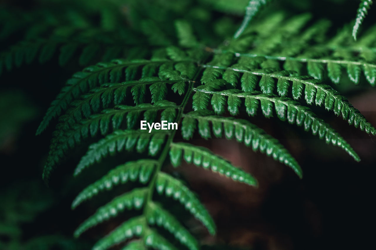 HIGH ANGLE VIEW OF FERN LEAVES ON PLANT