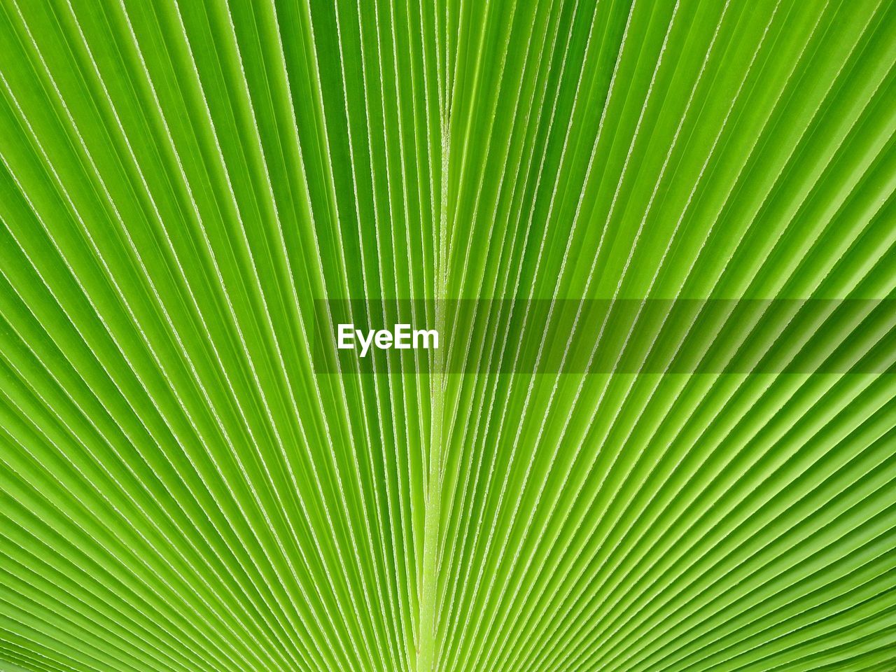 Green palm leaf of fiji fan palm 