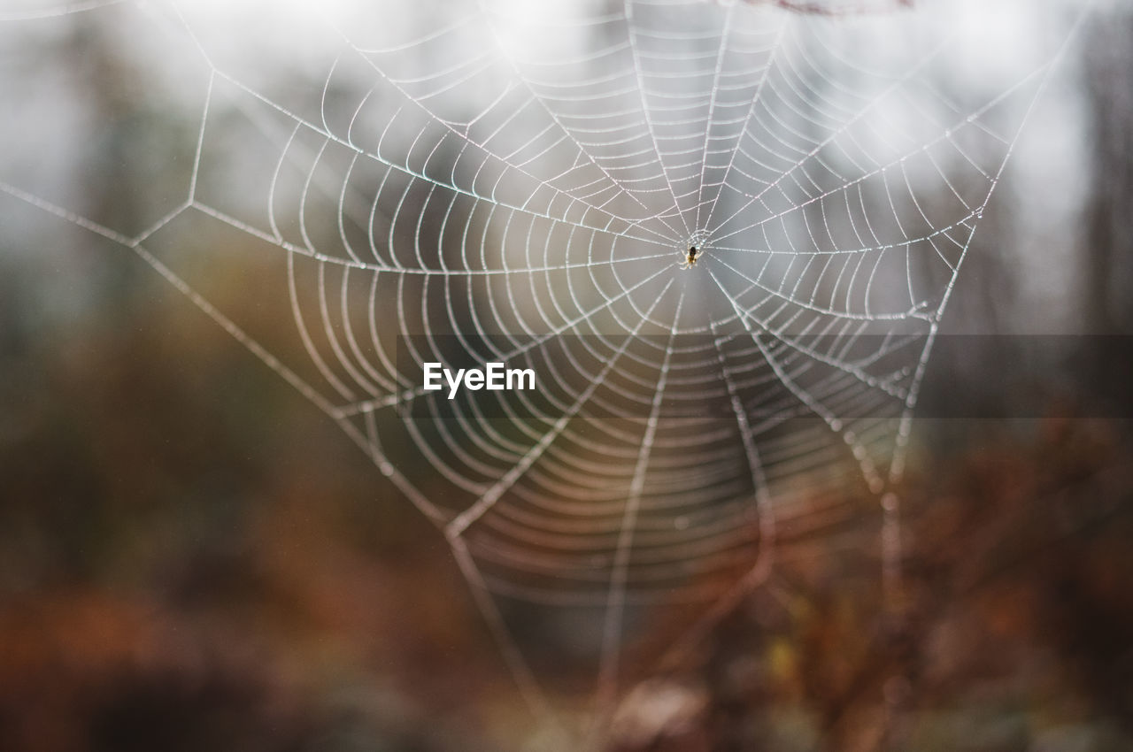 Autumn in the woods, spider web