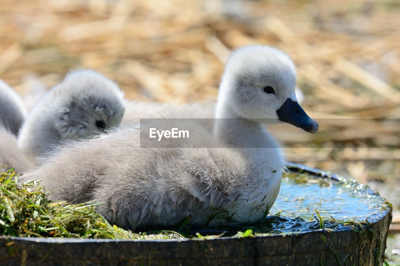 Close-up of cygnets during sunny day