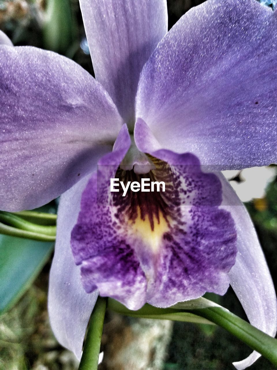 CLOSE-UP OF PURPLE FLOWER AND LEAVES