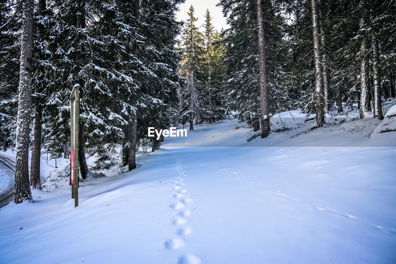 snow, winter, tree, cold temperature, plant, footwear, forest, nature, beauty in nature, land, scenics - nature, environment, landscape, tranquil scene, pine tree, coniferous tree, non-urban scene, tranquility, woodland, pinaceae, white, pine woodland, frozen, day, mountain, sky, outdoors, no people, travel, nordic skiing, winter sports, holiday