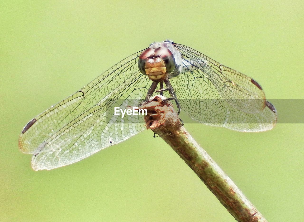 Close-up of insect on leaf