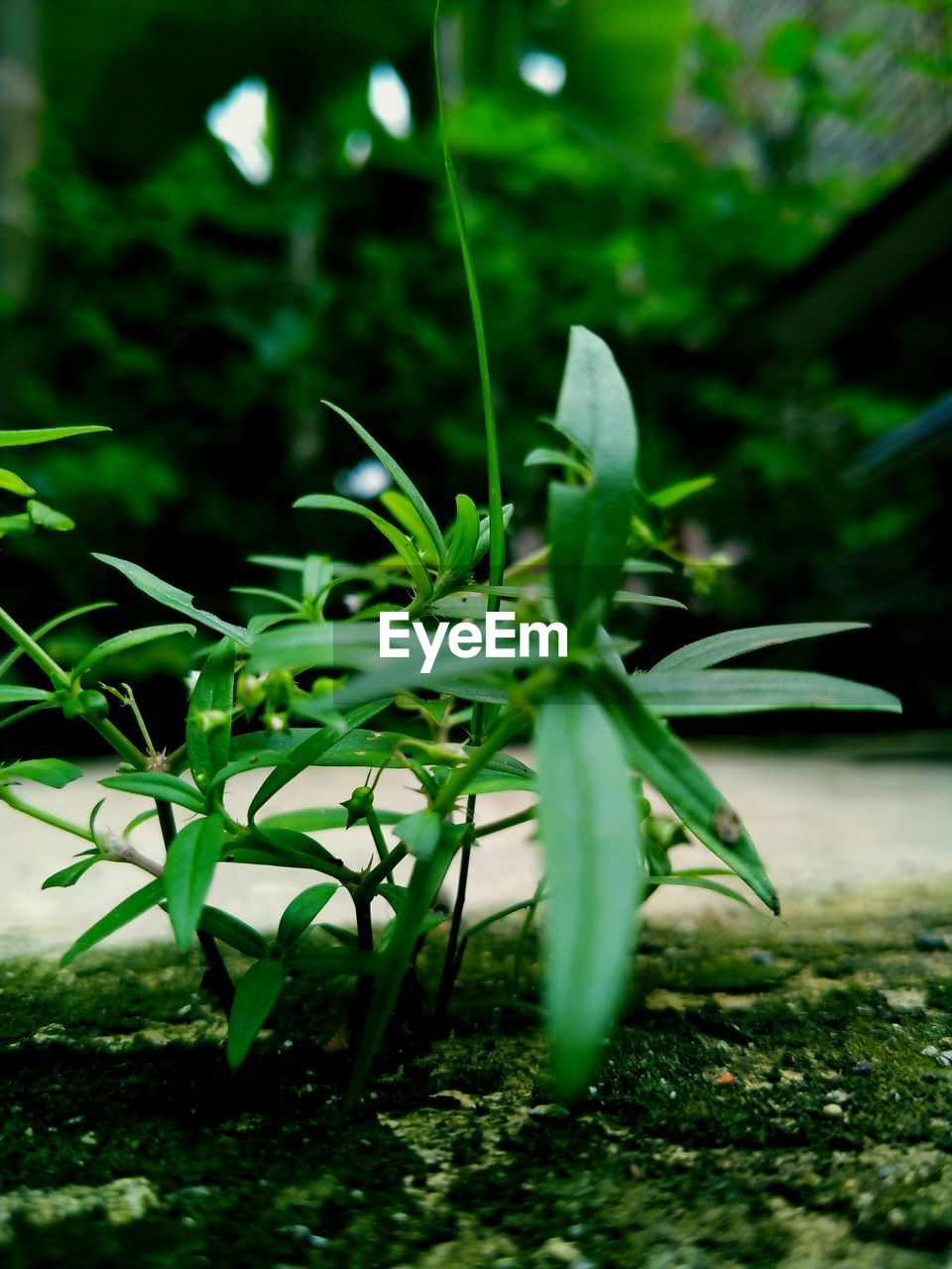 CLOSE-UP OF FRESH GREEN PLANTS ON FIELD