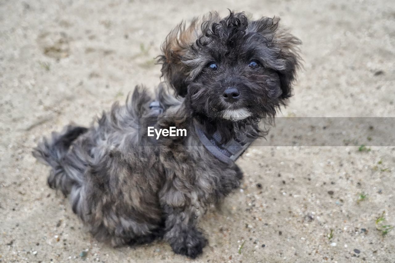 dog, one animal, animal themes, pet, canine, animal, domestic animals, mammal, havanese, morkie, puppy, portrait, lap dog, young animal, carnivore, looking at camera, land, cute, no people, cockapoo, day, animal hair, nature, sand, black, sitting, pumi