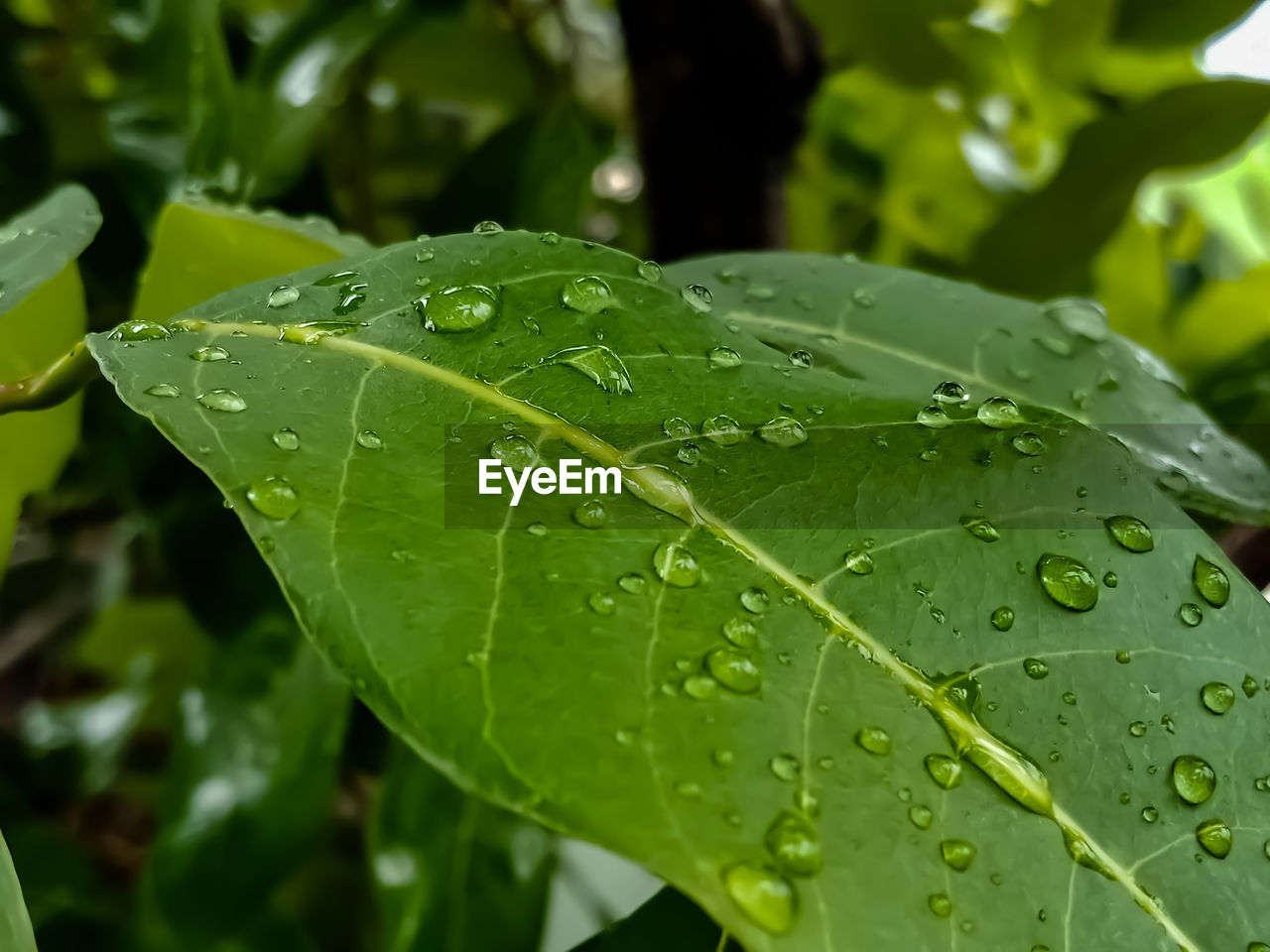 CLOSE-UP OF WET PLANT LEAVES