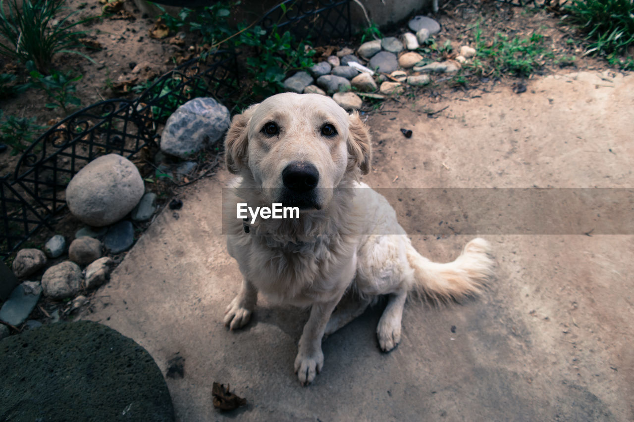 High angle view of dog sitting on footpath