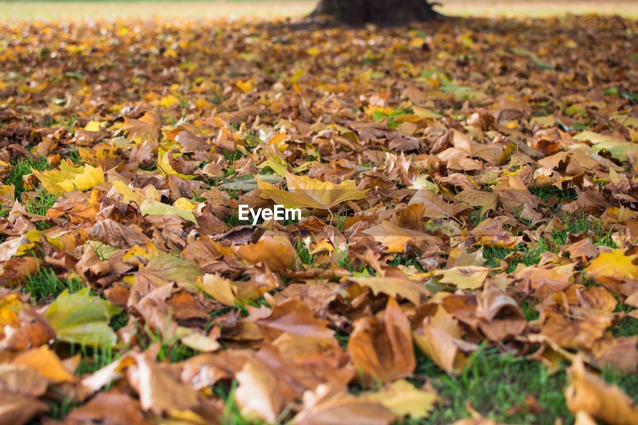 Close-up of autumn leaves on field in forest