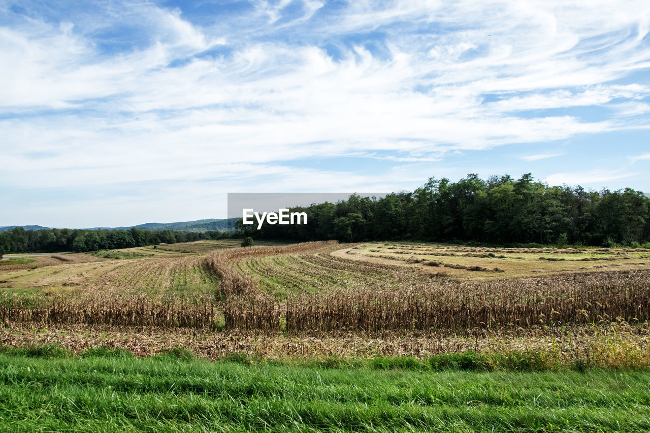 Scenic view of agricultural field against sky