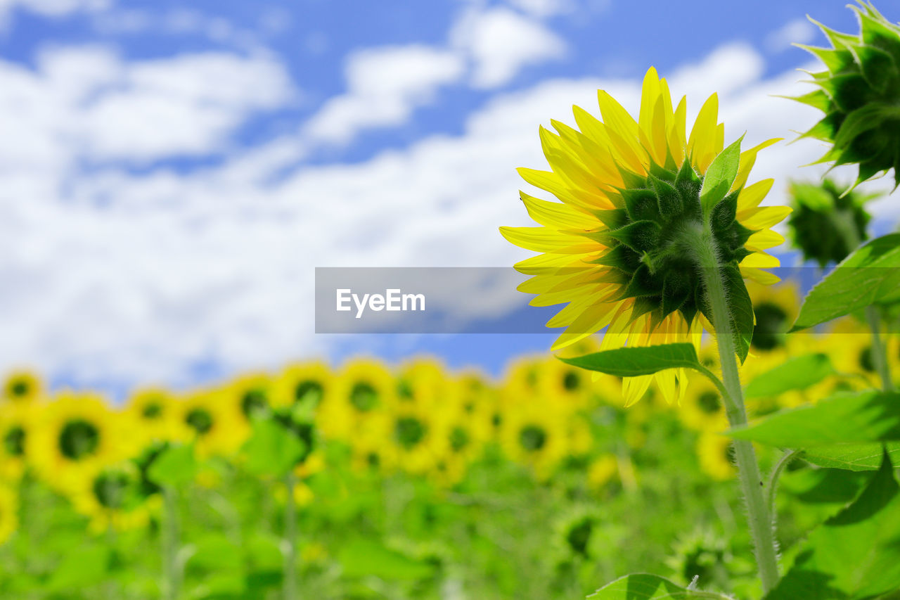 Close-up of sunflowers blooming against sky