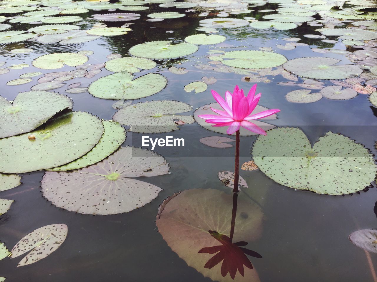 HIGH ANGLE VIEW OF LOTUS WATER LILY