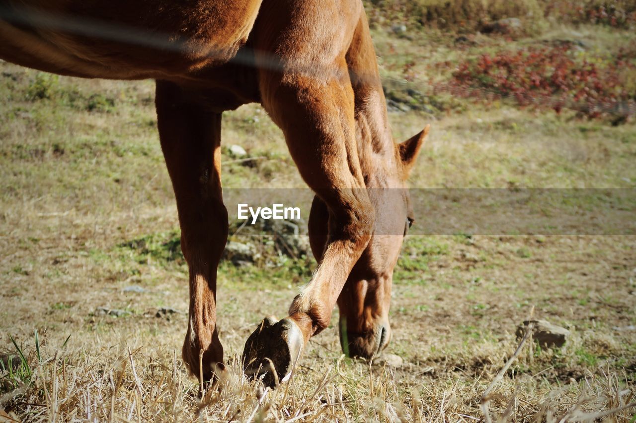 Brown horse grazing in a pasture