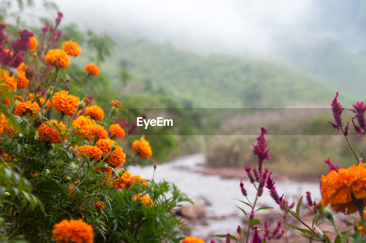 Close-up of orange flowers blooming against sky