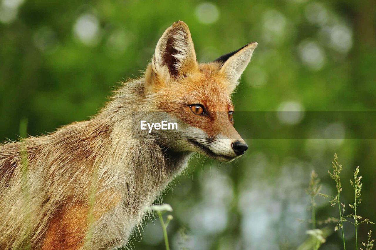 Close-up of fox in forest