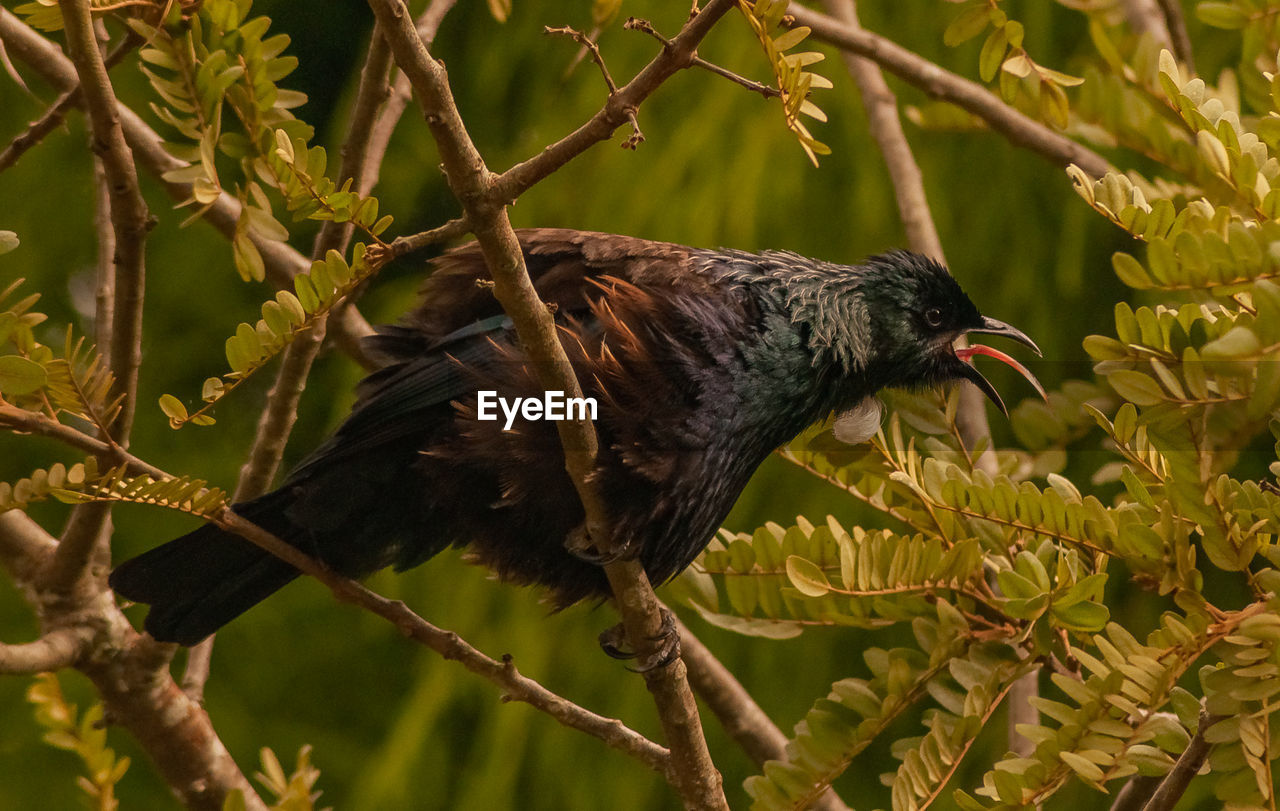 New zealand tui