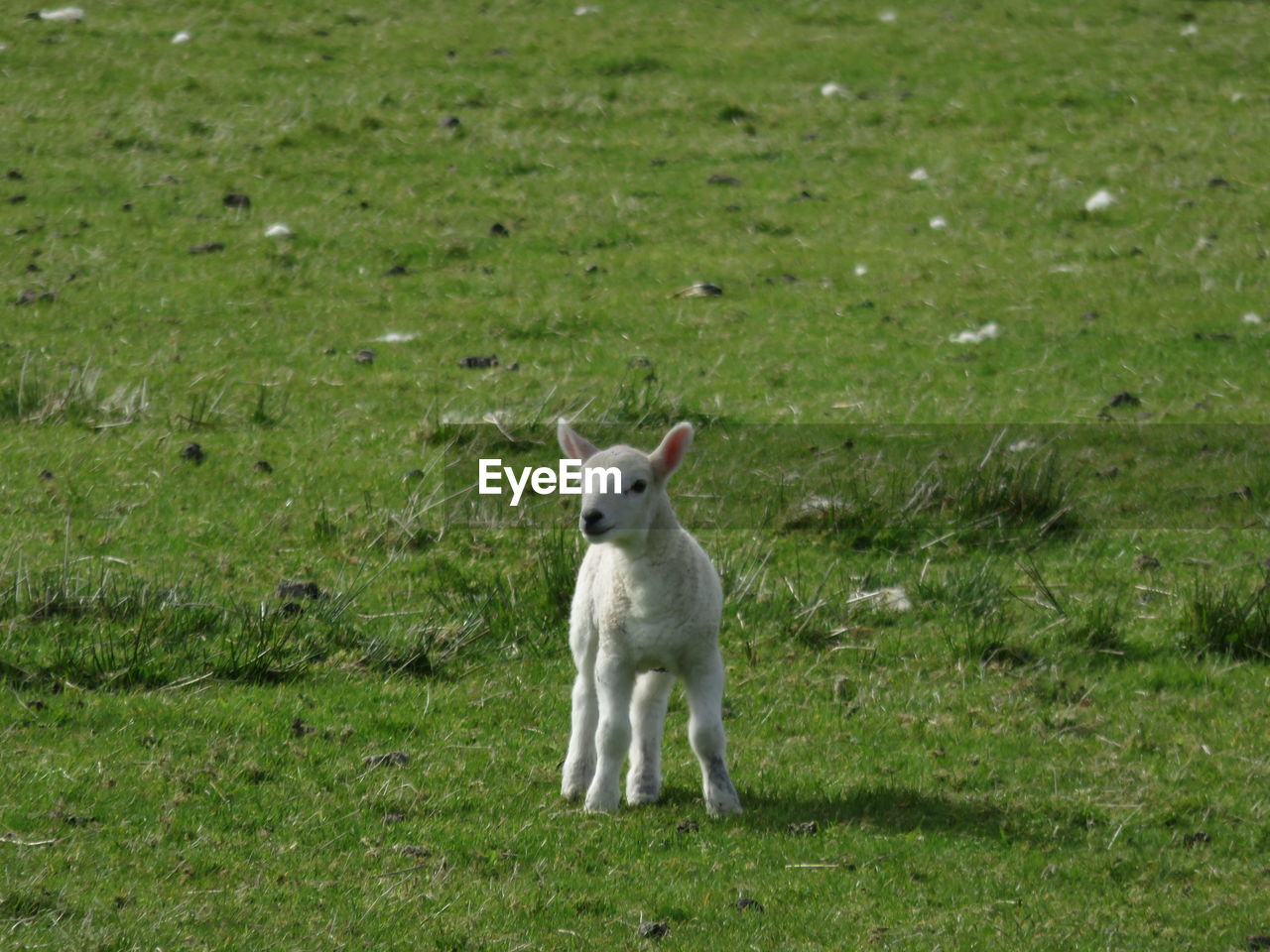 Cat on field