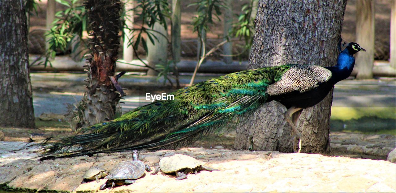 Peacock in guardamar del segura, alicante, spain