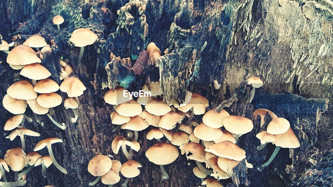 CLOSE-UP OF MUSHROOMS GROWING ON LOGS