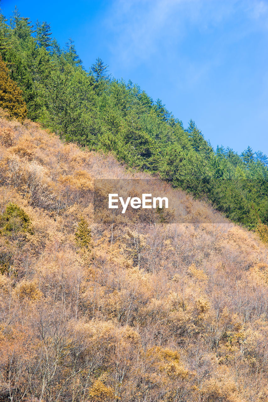 TREES ON LANDSCAPE AGAINST SKY