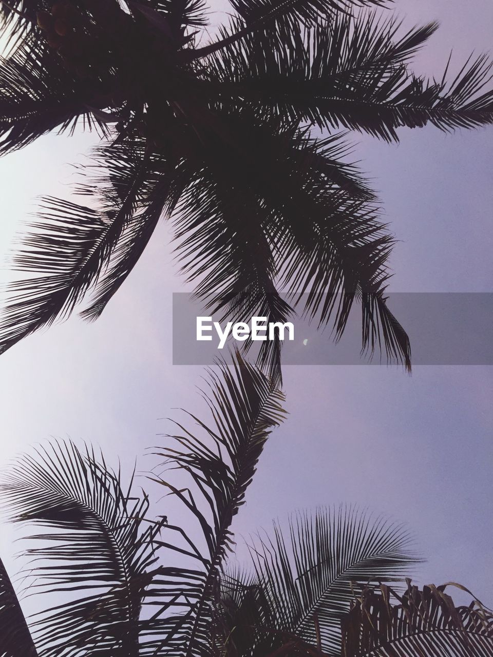 Low angle view of palm tree against cloudy sky