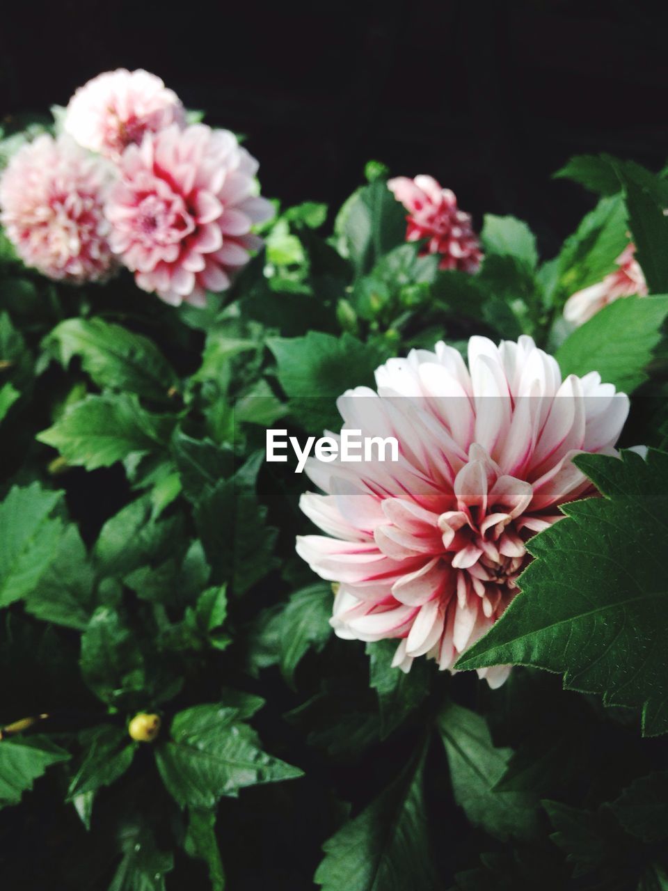 CLOSE-UP OF PINK FLOWER BLOOMING