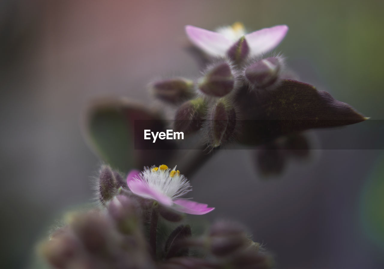 CLOSE-UP OF PINK FLOWERING PLANTS