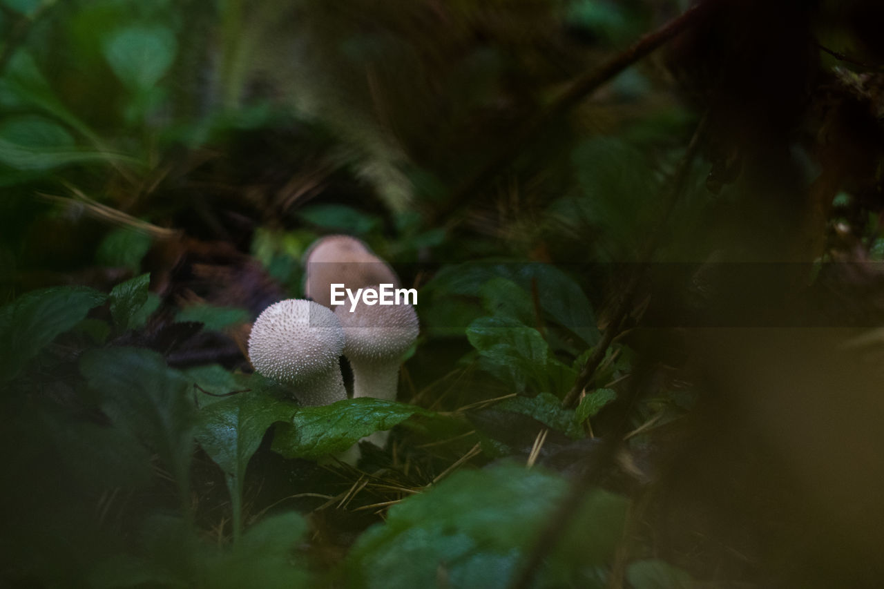 Close-up of mushrooms growing on plant