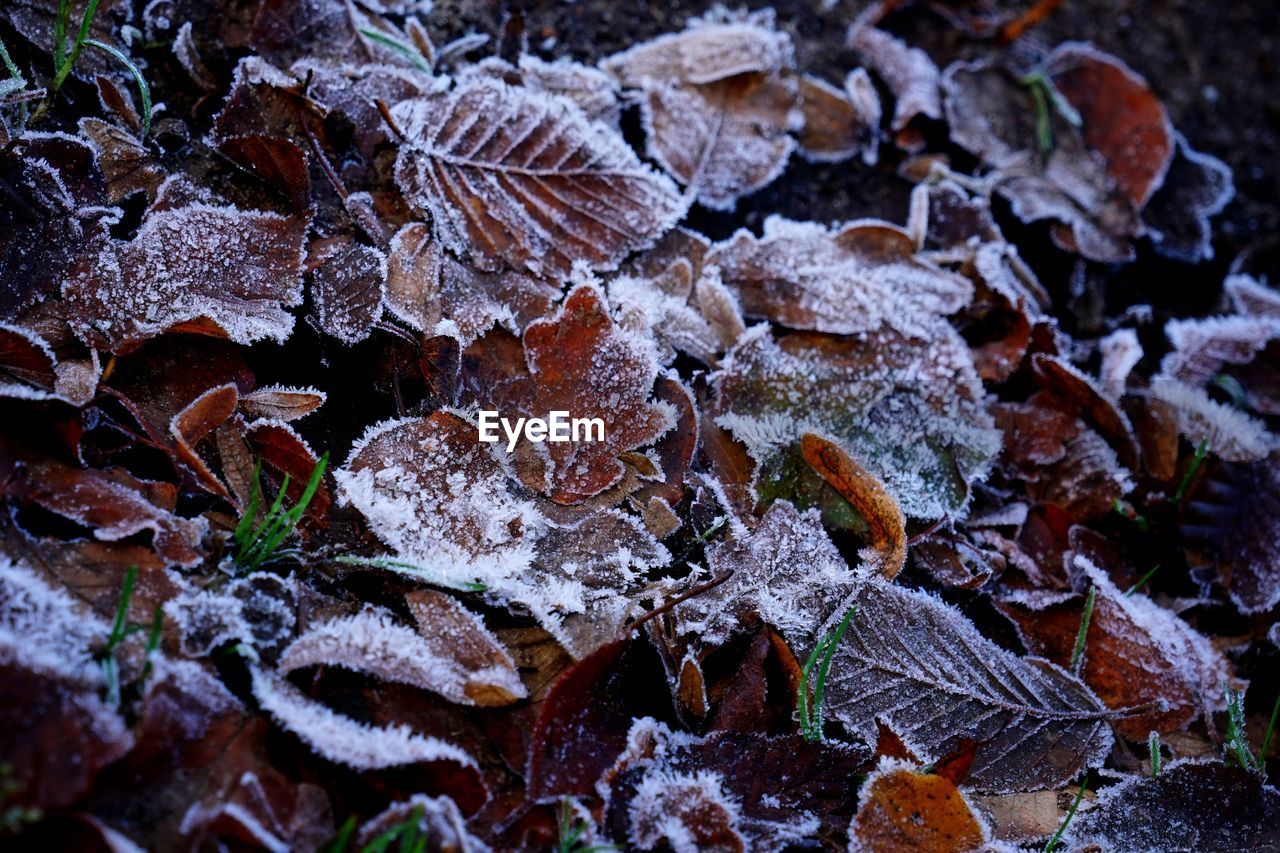 Close-up of frozen leaves on field during winter