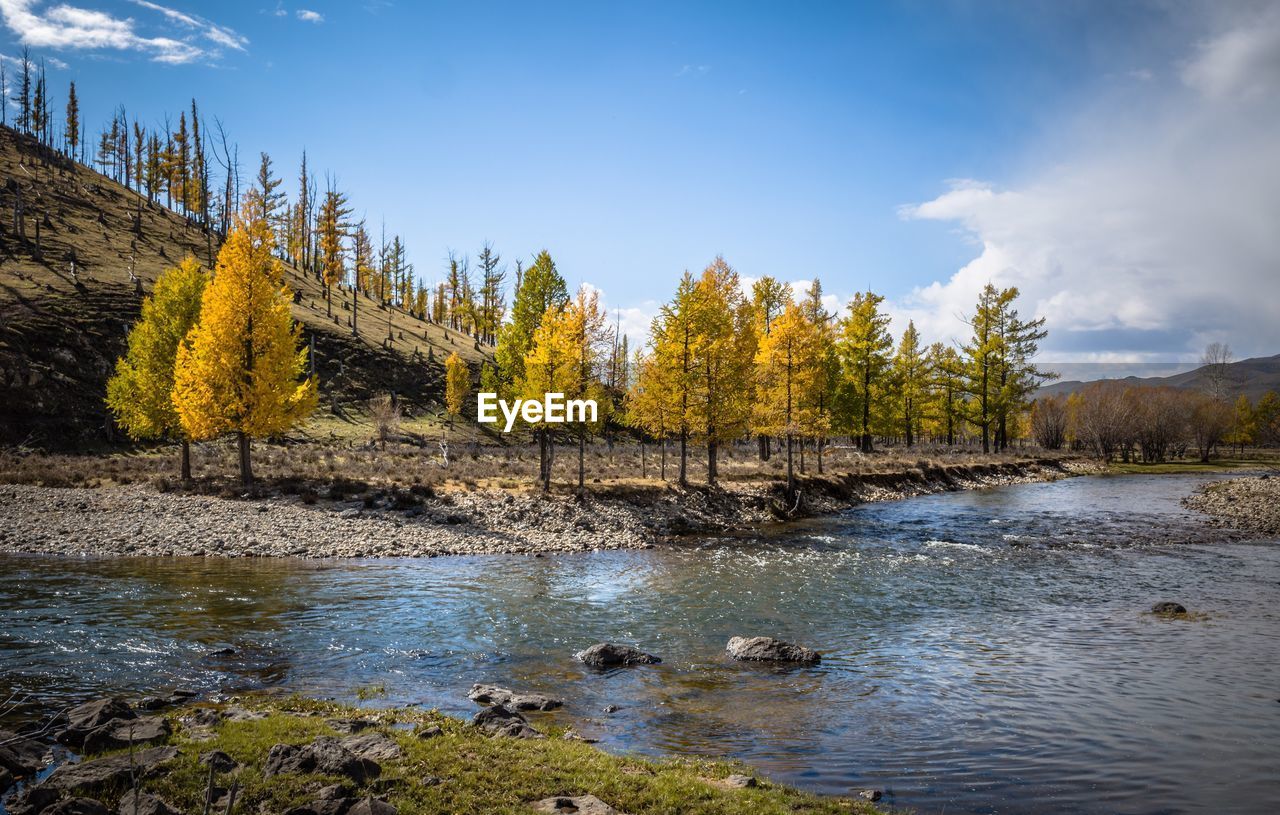 Trees growing by lake against sky at forest