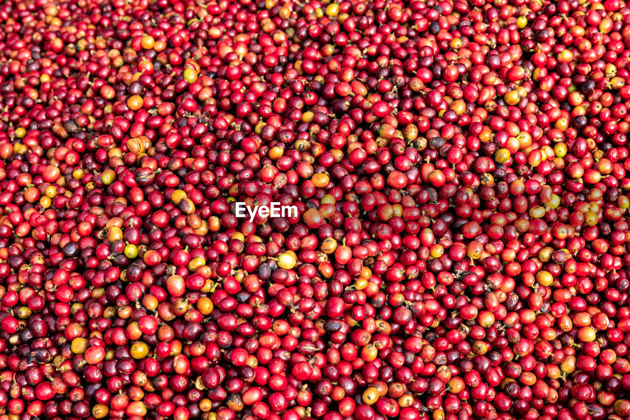 full frame, backgrounds, red, large group of objects, abundance, food and drink, food, no people, healthy eating, freshness, fruit, wellbeing, close-up, multi colored, pattern, vibrant color