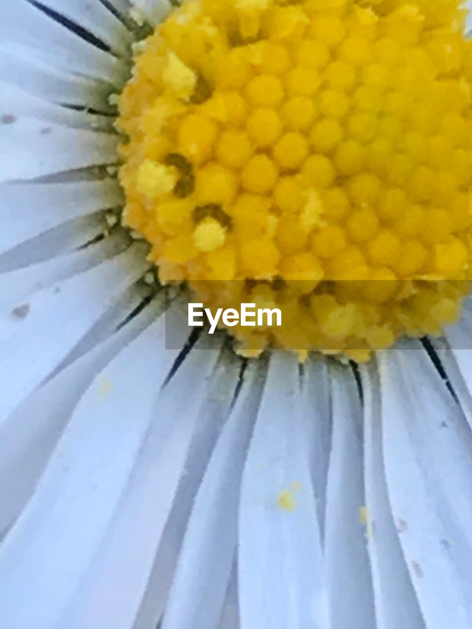 CLOSE-UP OF YELLOW FLOWERS