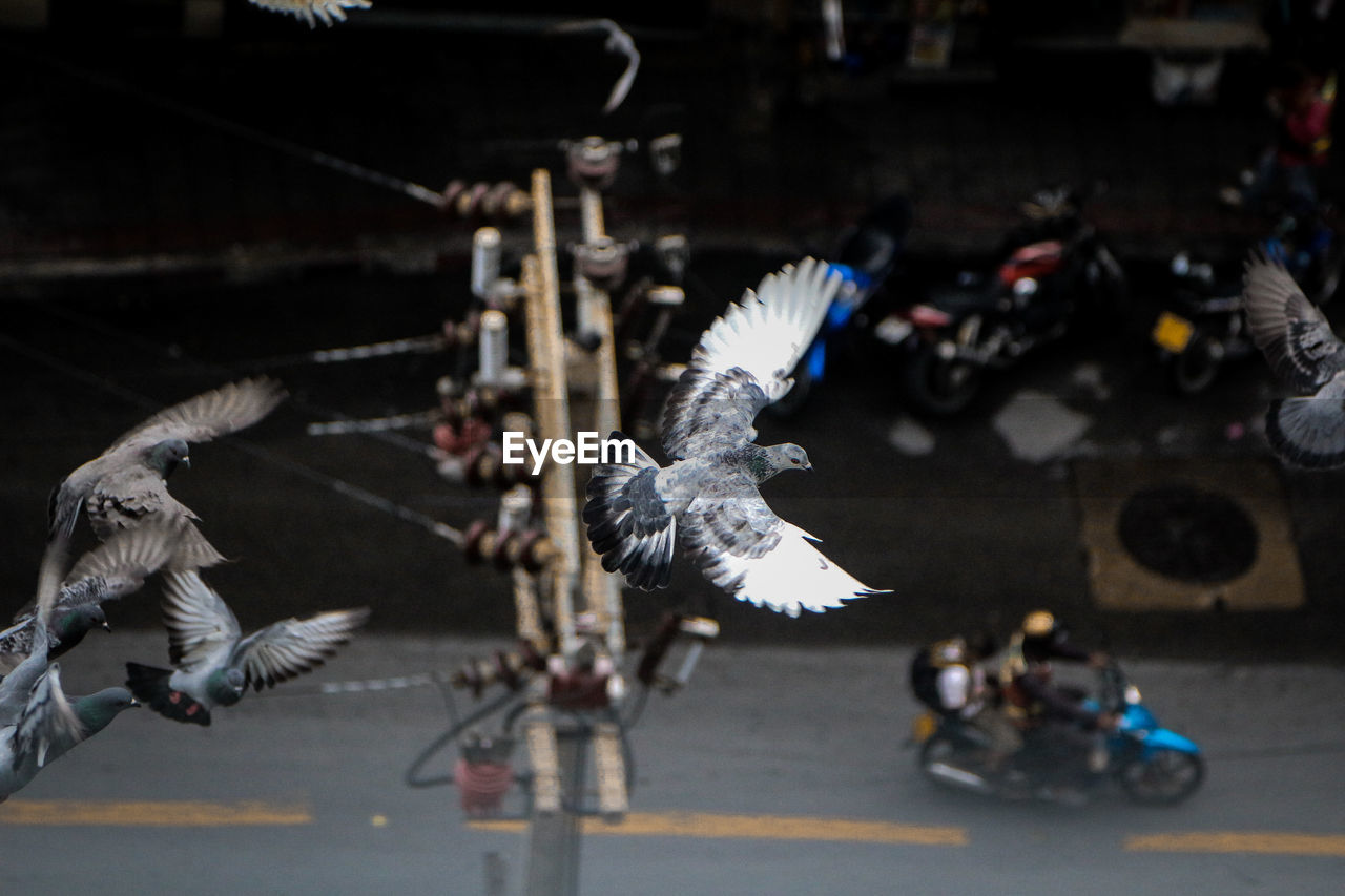 Pigeons flying over street