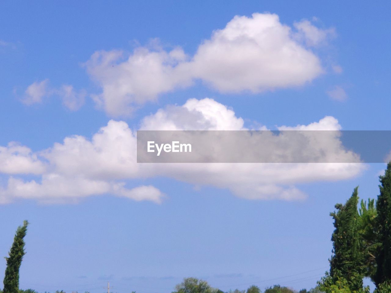 LOW ANGLE VIEW OF TREE AGAINST SKY