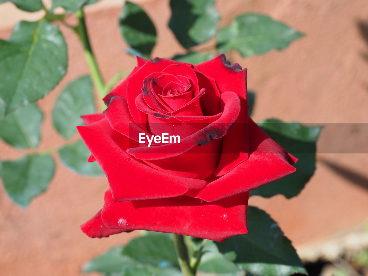 CLOSE-UP OF RED ROSES BLOOMING OUTDOORS