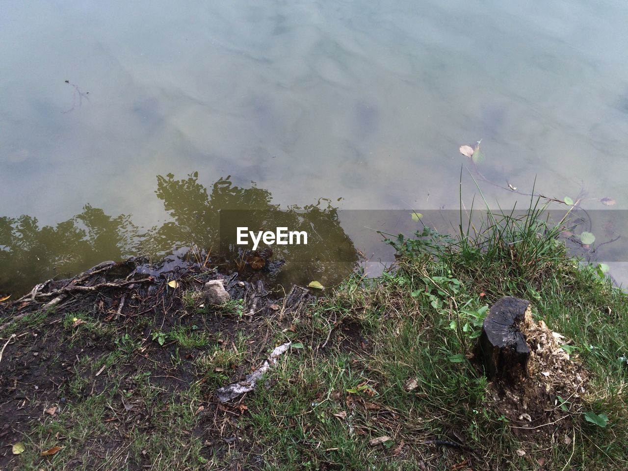 VIEW OF PLANTS IN WATER