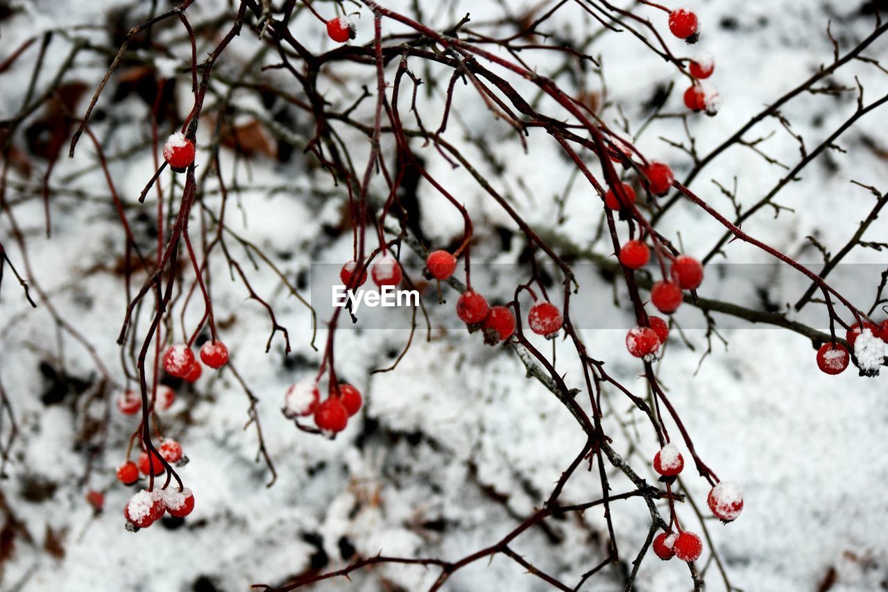 Frozen red berries growing on tree during winter