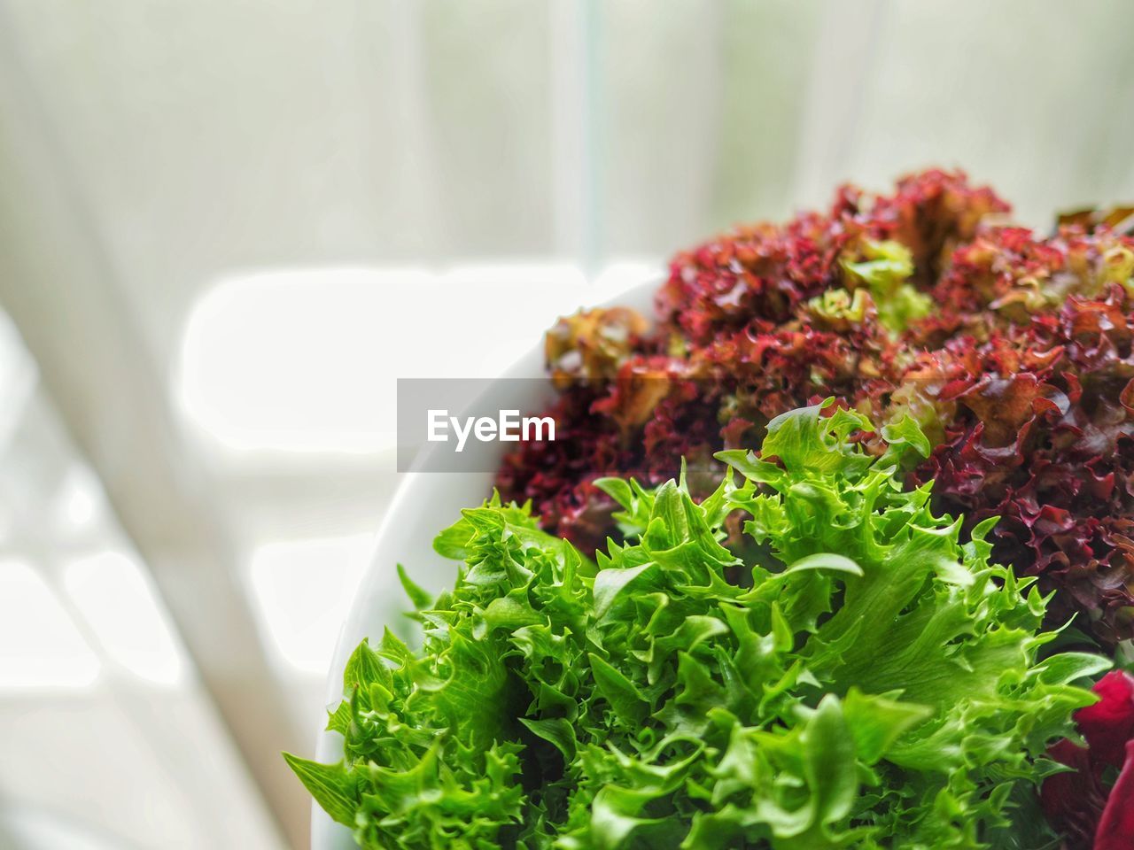 Close-up of salad in bowl