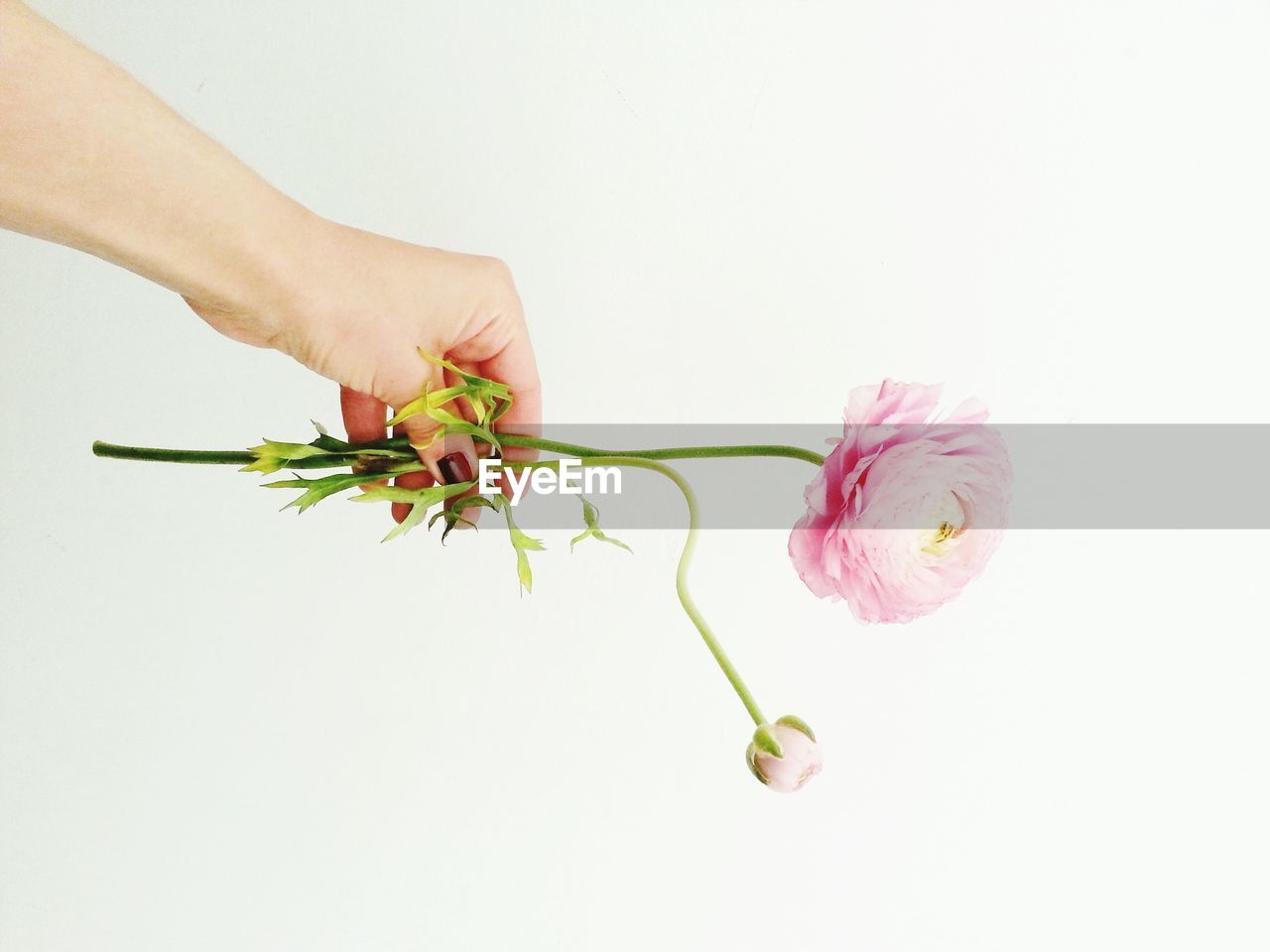 Woman hand holding flower