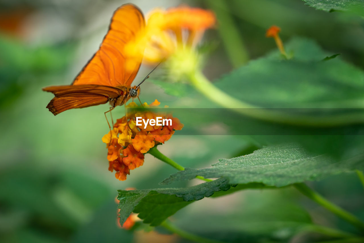 Close-up of butterfly pollinating on orange flower