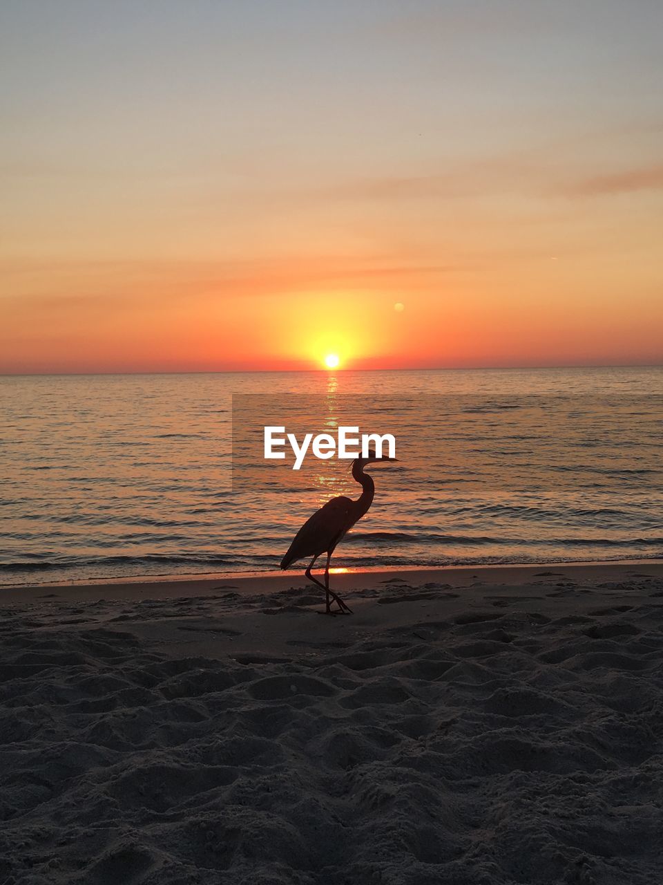 BIRD PERCHING ON BEACH DURING SUNSET
