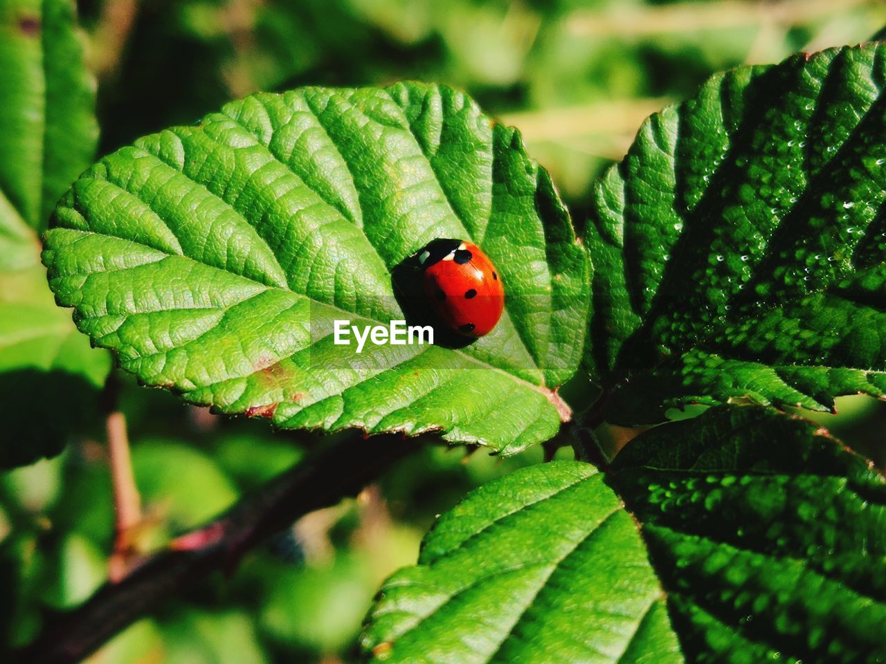 Close-up of ladybug on leaf