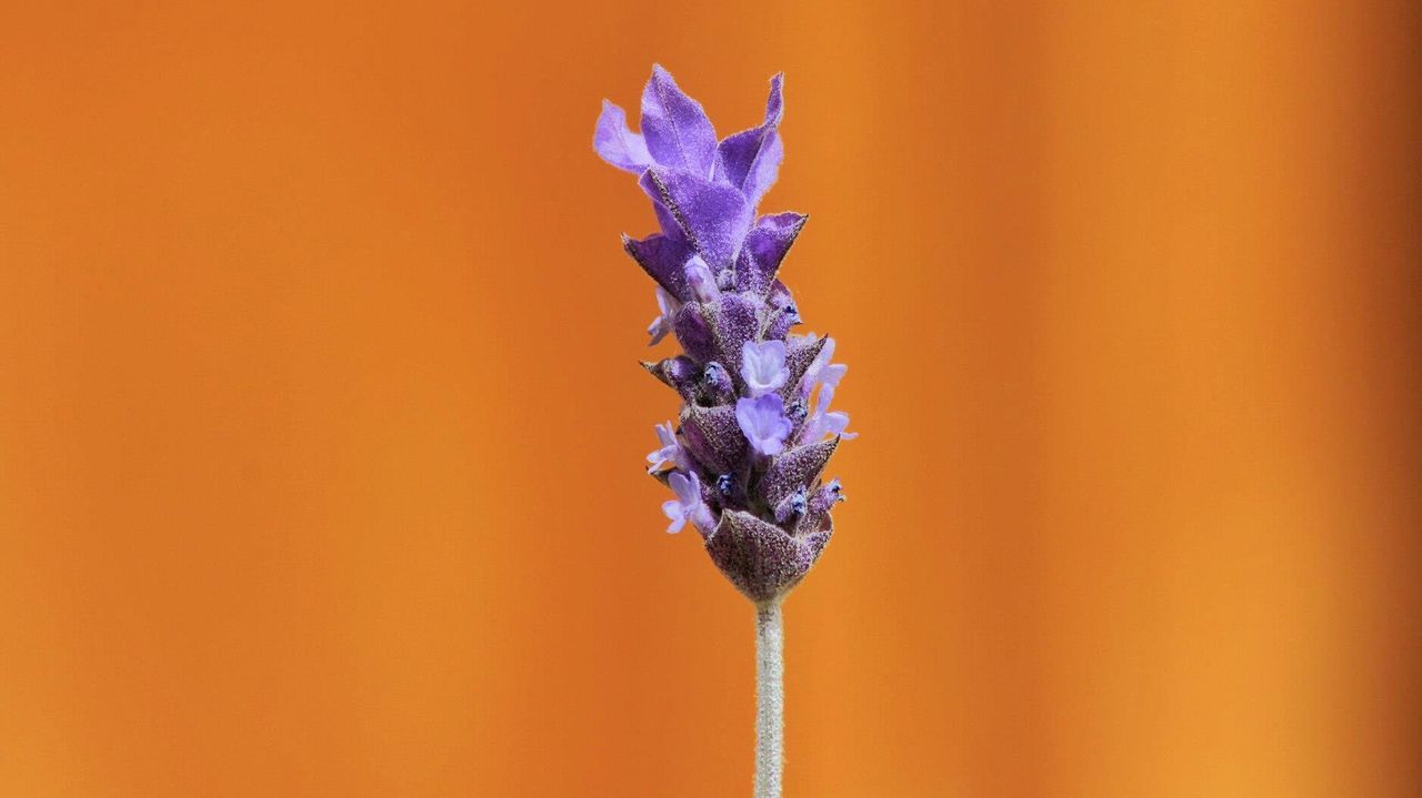 CLOSE-UP OF PURPLE FLOWER AGAINST BLURRED BACKGROUND